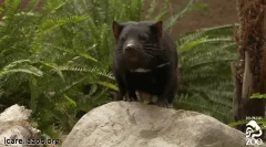 Tasmanian devil